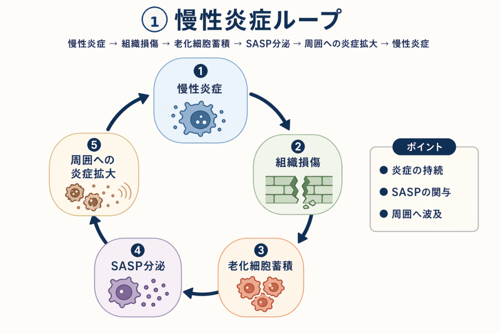 慢性炎症ループ
