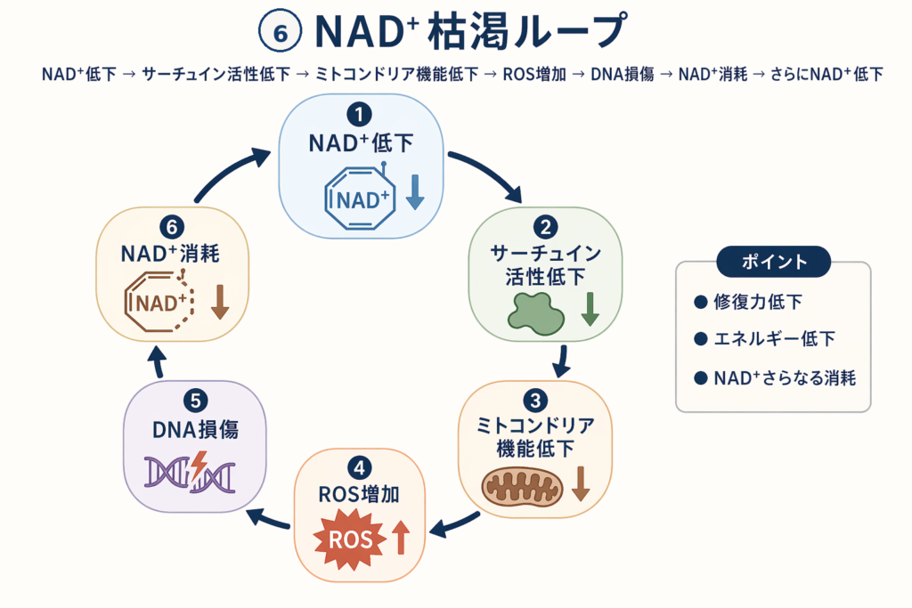 NAD+枯渇