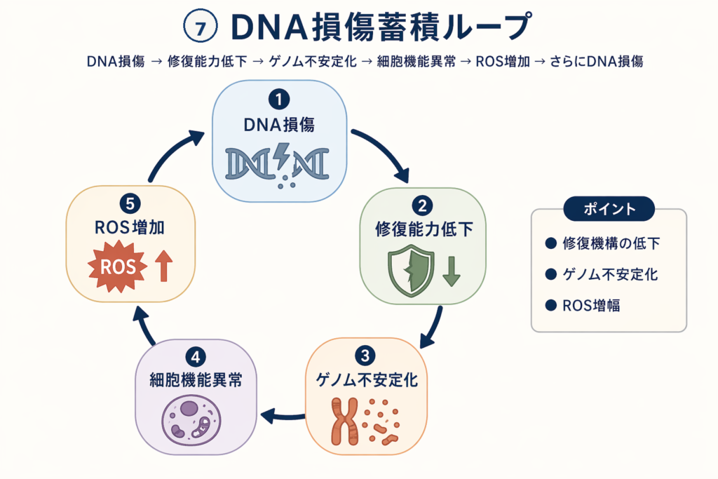 DNA損傷蓄積ループ