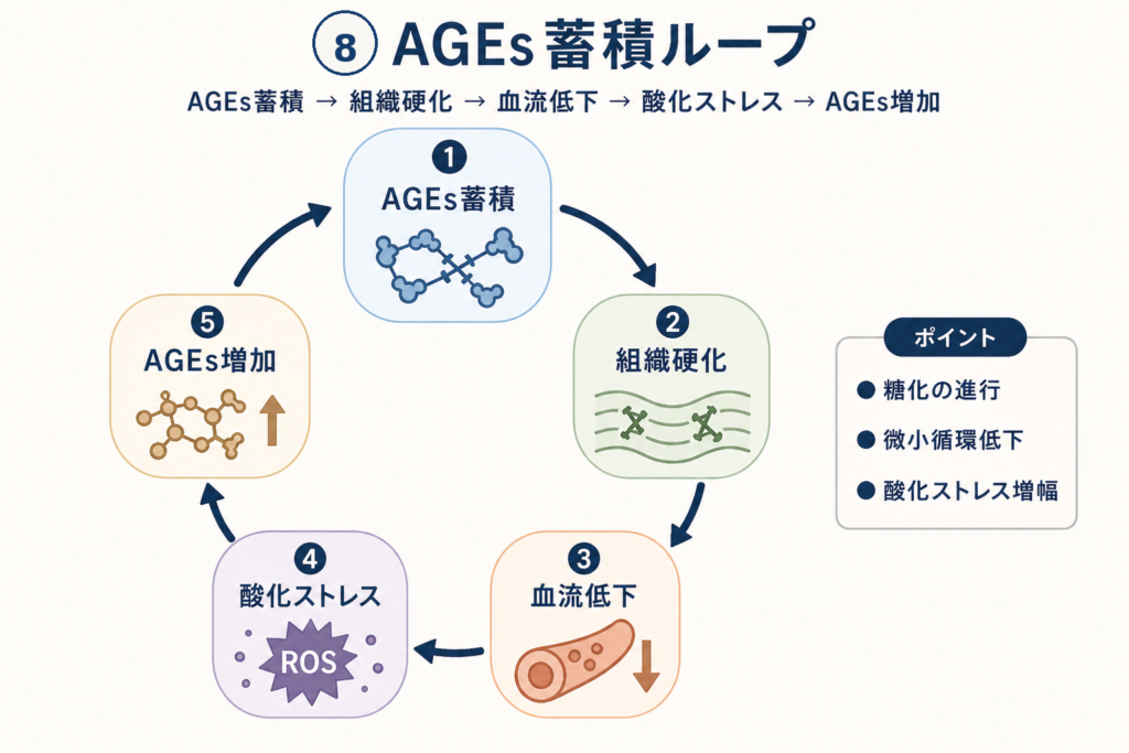 AGEs蓄積ループ