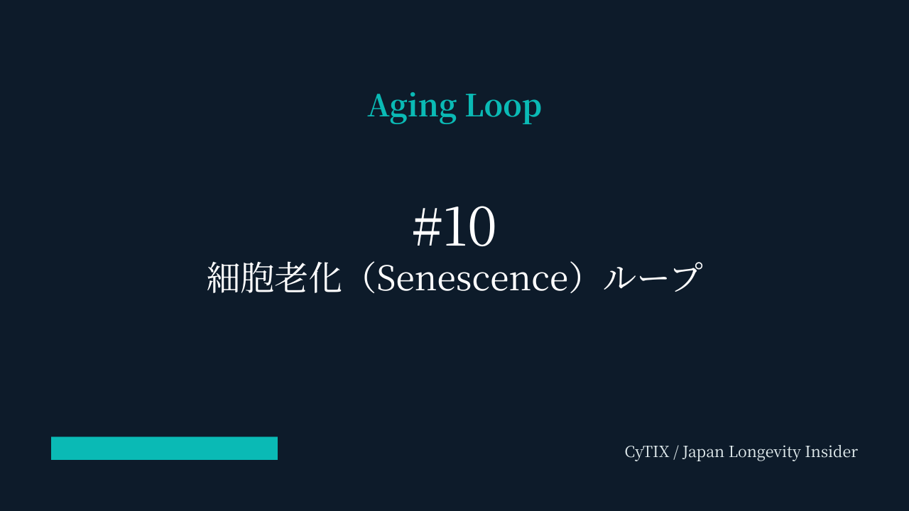 Aging Loop #10｜細胞老化ループ — 老いた細胞が周囲を「老化させる」連鎖