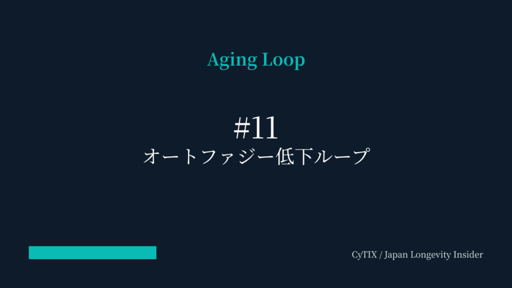オートファジー低下ループ
