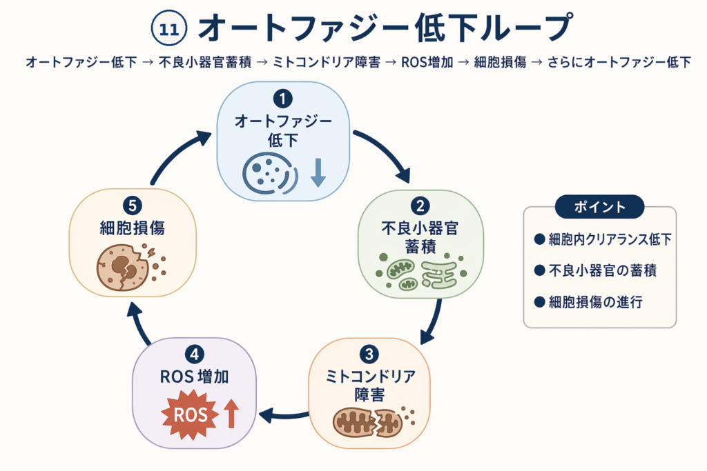 オートファジー低下ループ