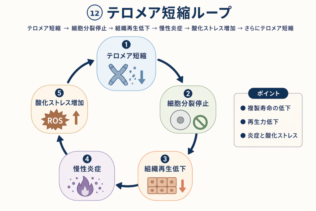 テロメア短縮ループ