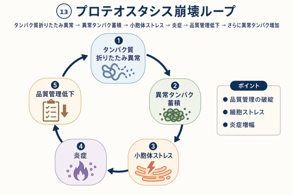 プロテオスタシス崩壊ループ