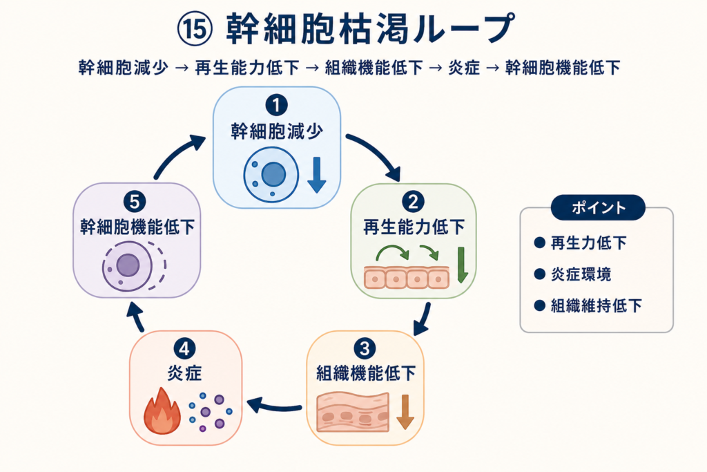 幹細胞枯渇ループ