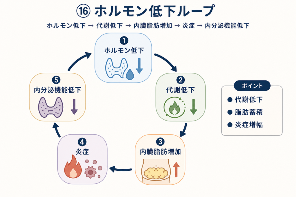 ホルモン低下ループ