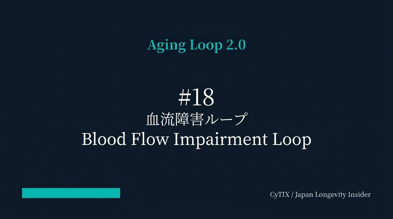 Aging Loop #18|血流障害ループ — 血管の老化が全身の細胞を兵糧攻めにする