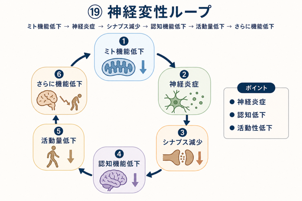 神経変性ループ