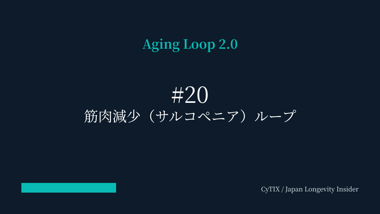 Aging Loop #20｜筋肉減少ループ — サルコペニアが老化の悪循環を完成させる
