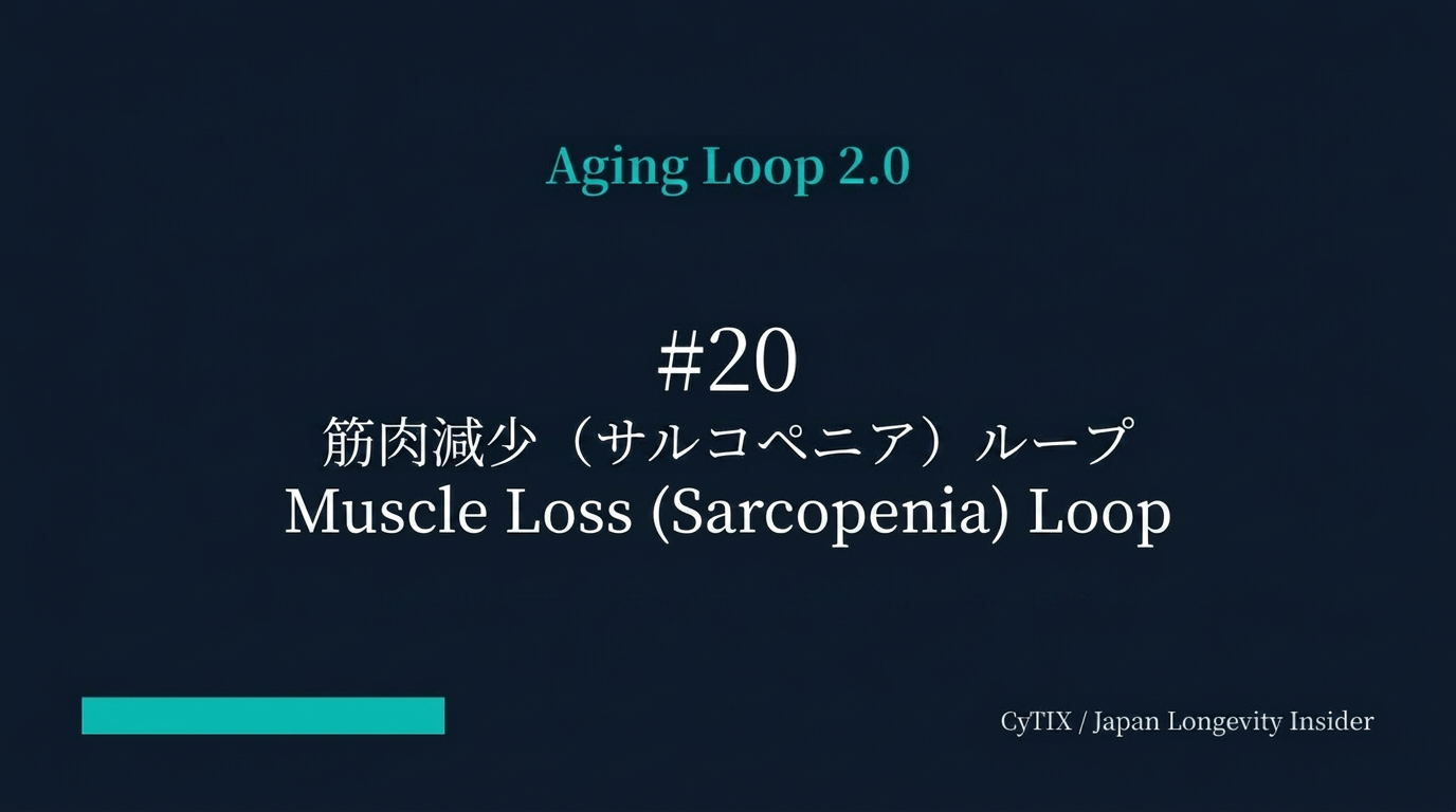 Aging Loop連載CyTIX AcademyAging Loop #20｜筋肉減少ループ — サルコペニアが老化の悪循環を完成させる
