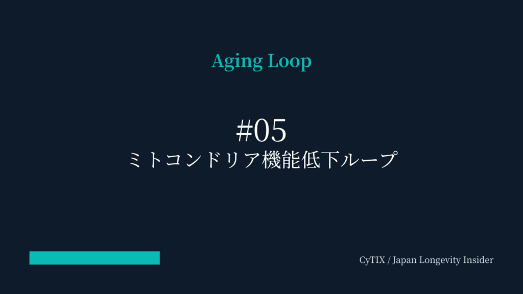 ミトコンドリア機能低下ループ