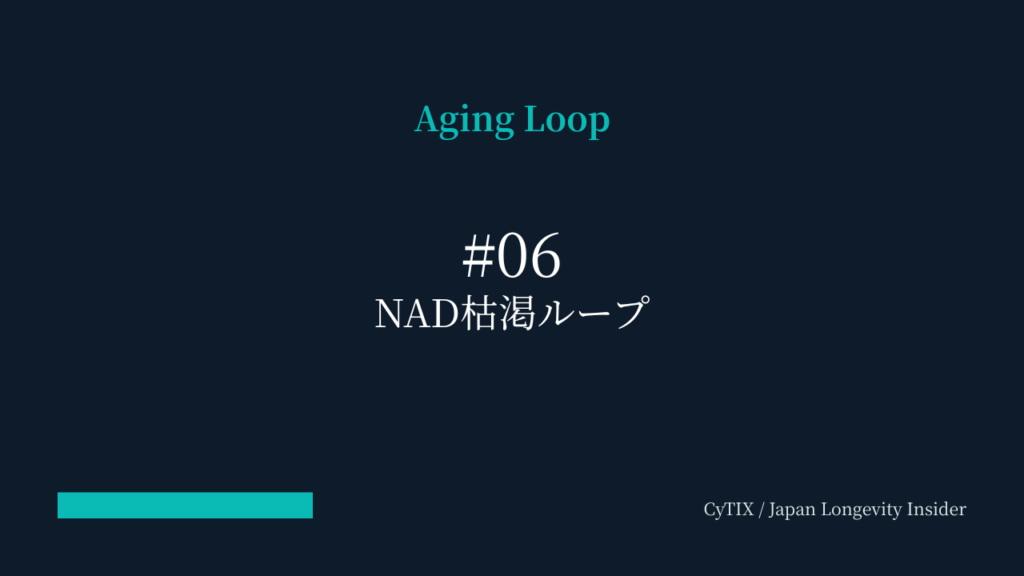 NAD＋枯渇ループ