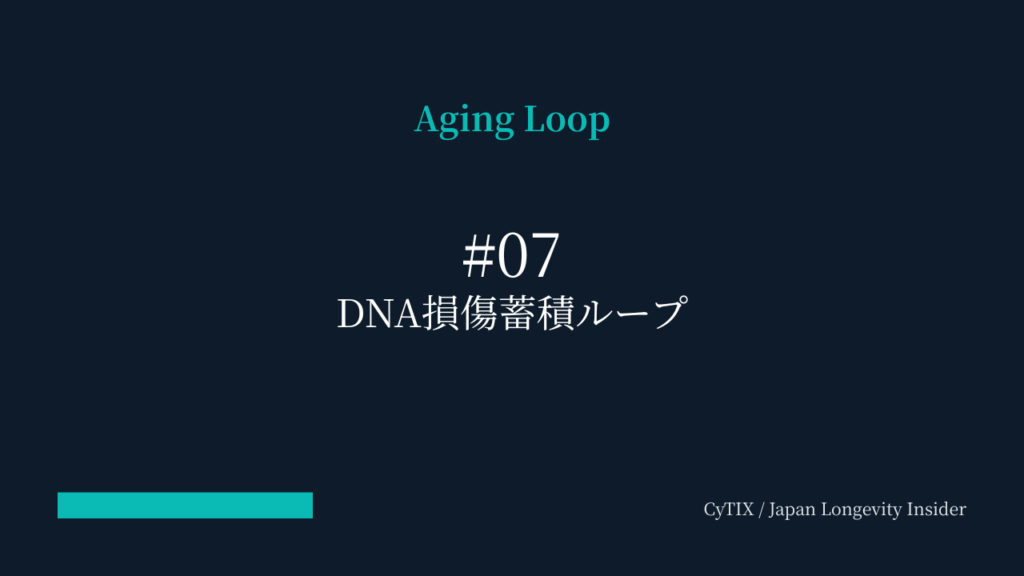 DNA損傷蓄積ループ
